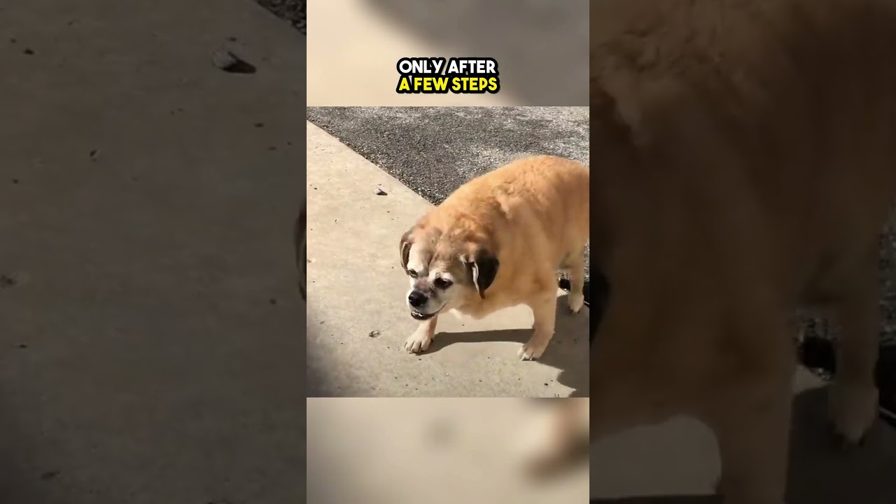 This FAT dog could hardly walk😲