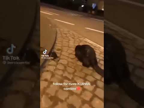 #kurwa #bober 🦫