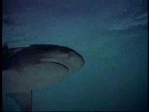 Return to the Blue Lagoon (1991) Trailer (High Quality)