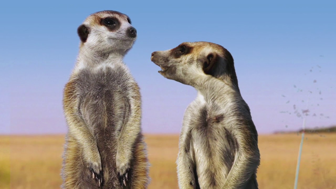 5439 Adams Cable Meerkats Devices