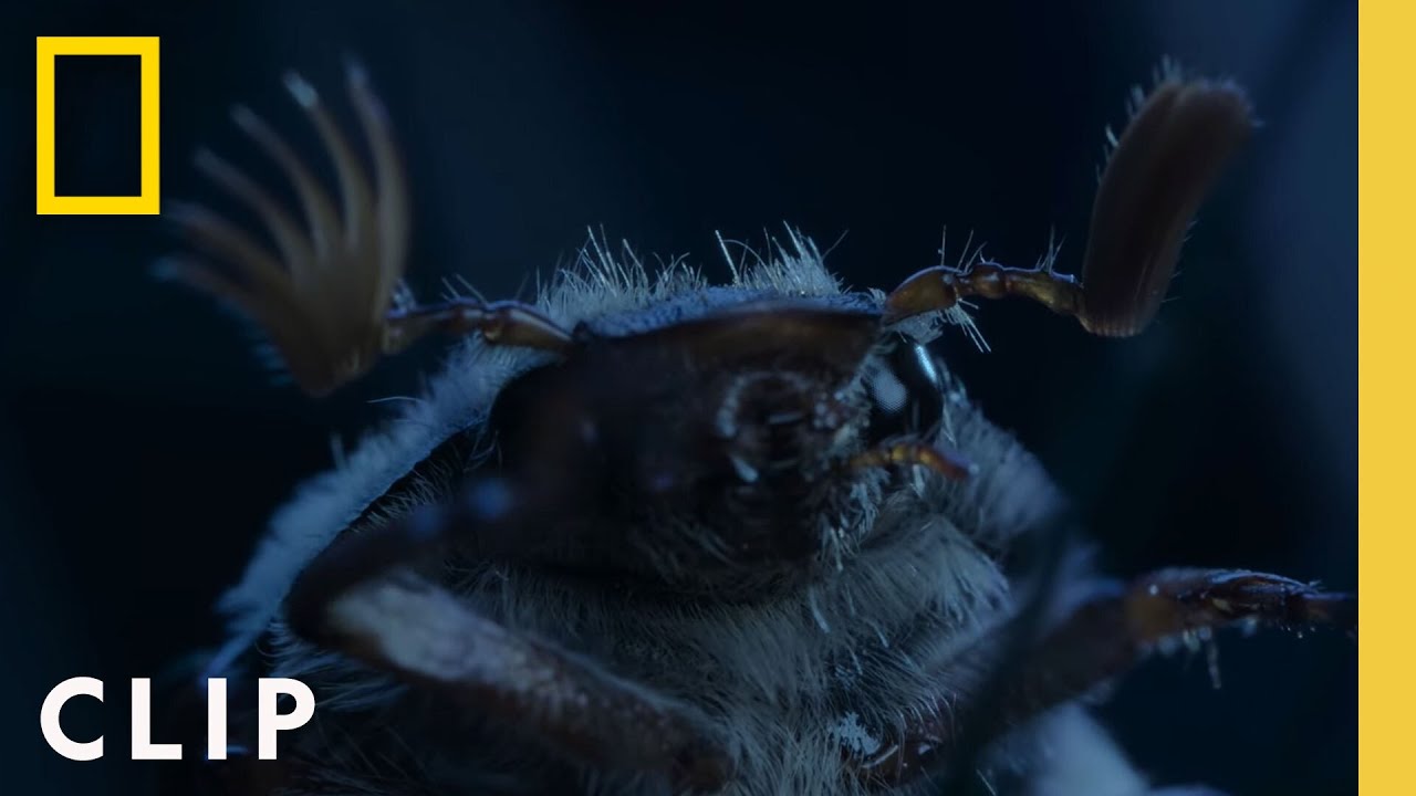 The Adventures of a Doodlebug | A Real Bug's Life | National Geographic