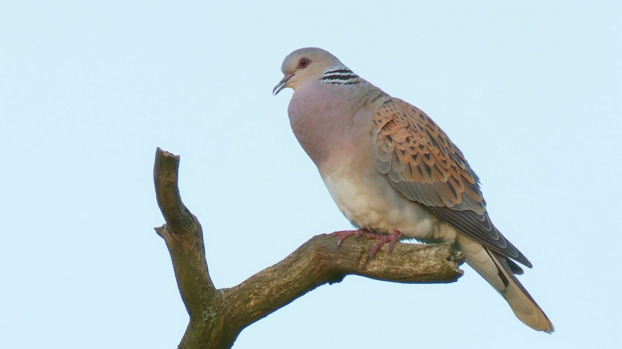 Turtle Dove Sings From a Dead Oak Branch