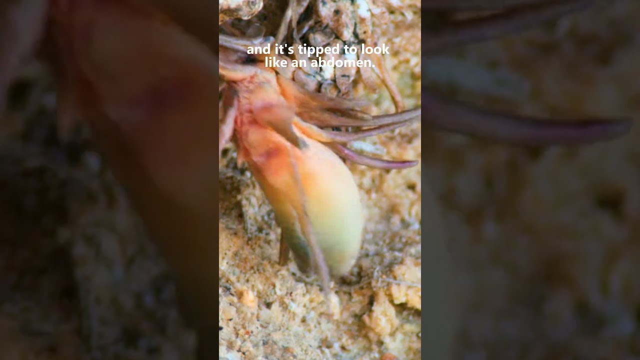 The spider-tailed horned viper and its appealing tail