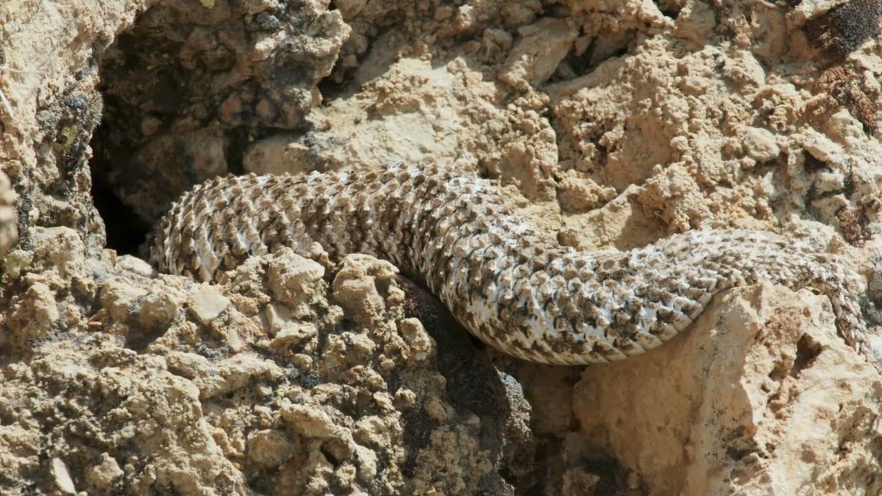 Spider-tailed horned viper