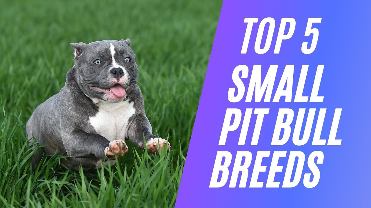 Top 5 Small Pitbull Breeds For Pets