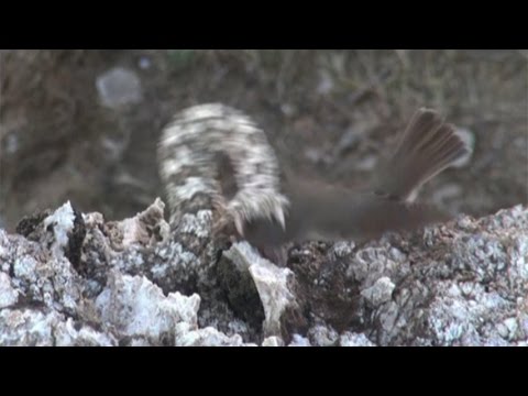 Iranian spider-tailed viper tricks bird