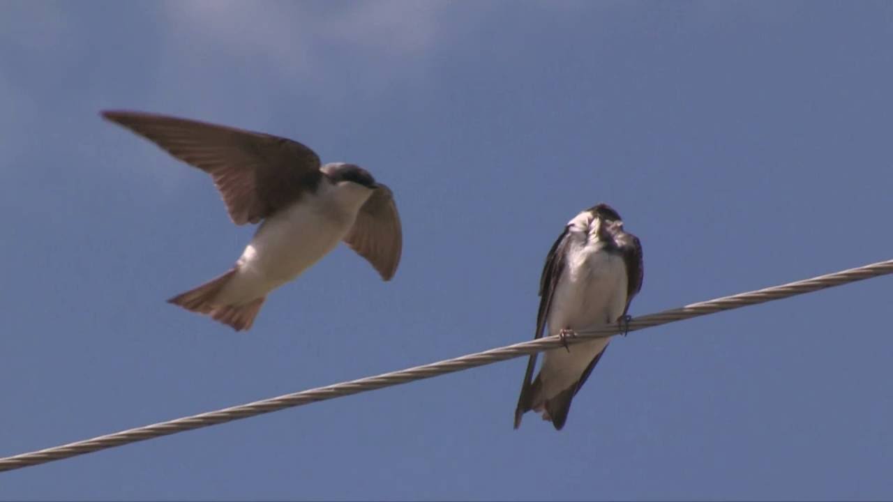 Swallows in Flight & (in SLO MO) Squabbling--NARRATED