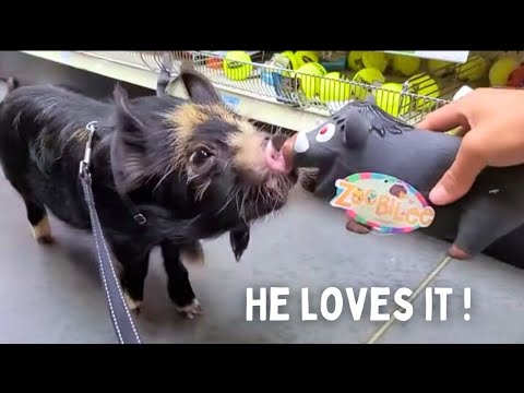 Took My PIG To Tractor Supply. BUT  ⚠️CHAOTIC⚠️