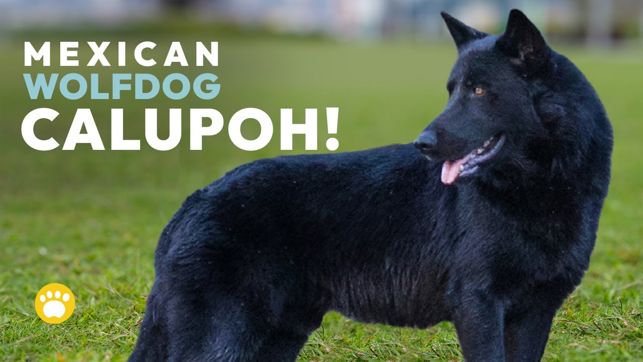Calupoh (Mexican Wolfdog) 101