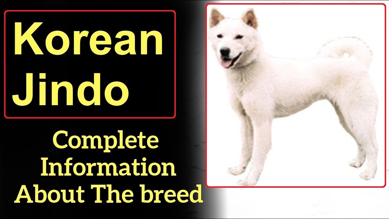 Korean Jindo. Pros and Cons, Price, How to choose, Facts, Care, History
